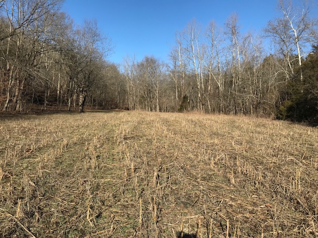 food plot with heavily browsed stubble