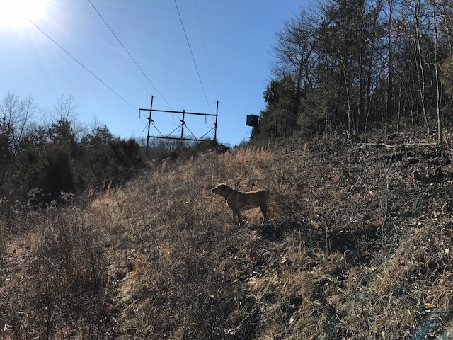 dog standing in native grass on a powerline with a redneck box blind in distance