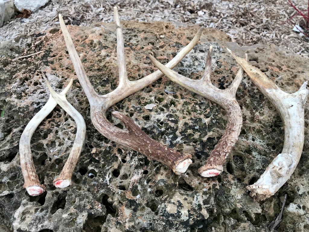five shed antlers from young bucks
