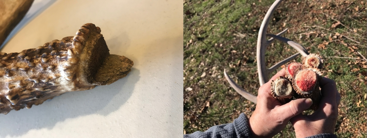 Freshly shed antler bases