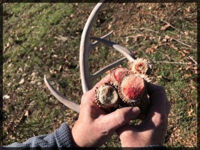 Freshly shed antler bases