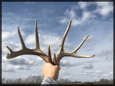 Shed antlers being held up against a blue sky.