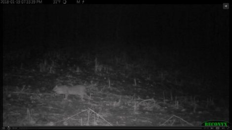 A bobcat on the prowl.