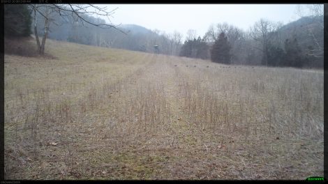 A time lapse picture of wild turkeys in a field