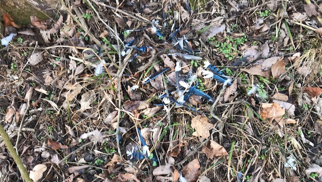 Feathers from a Mocking Jay scattered on the forest floor