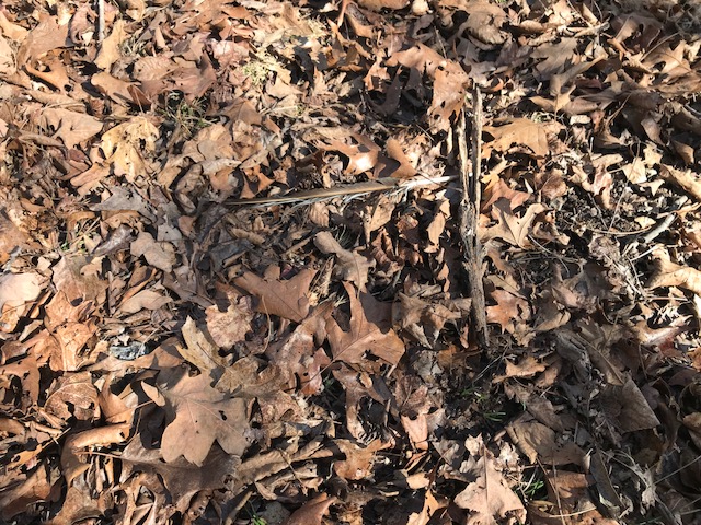 turkey feather amidst the leaves on the forest floor