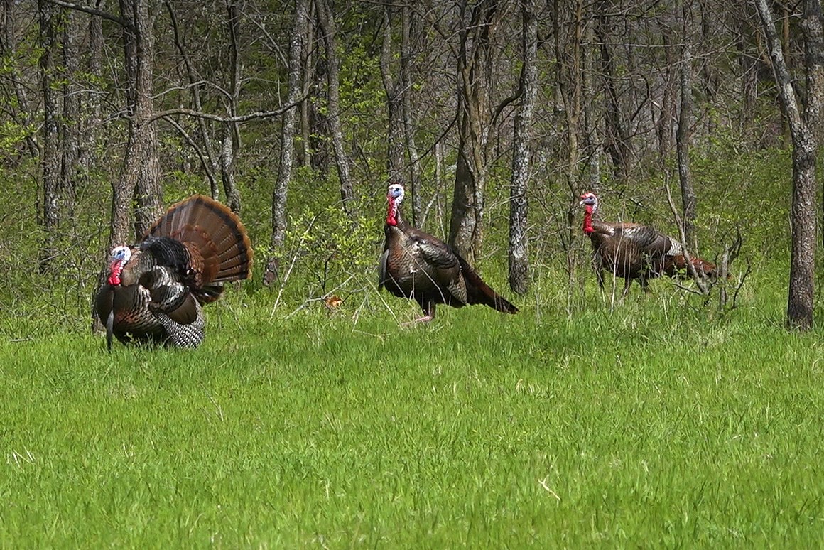 Three big male turkeys walking out of brush