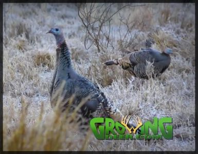 South Texas turkeys