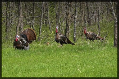 Longbeard turkeys