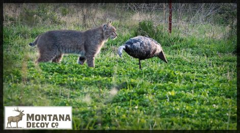 Bobcat gets close to a Montana Decoy