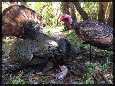 A jake Montana Decoy next to a gobbler