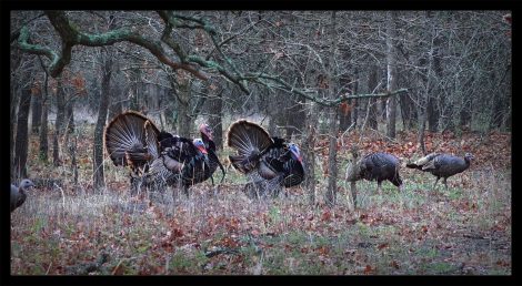 tom turkeys with hens in woodland setting