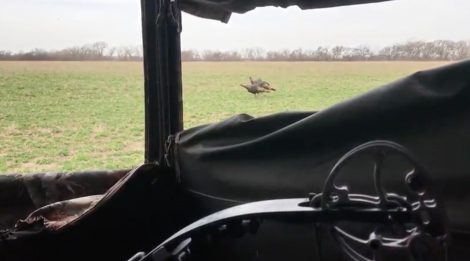 turkeys seen from a redneck blind opening