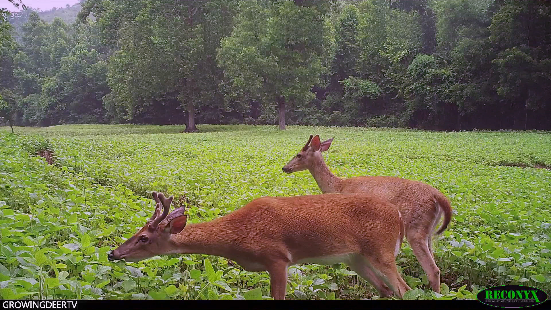 velvet bucks in soybeans