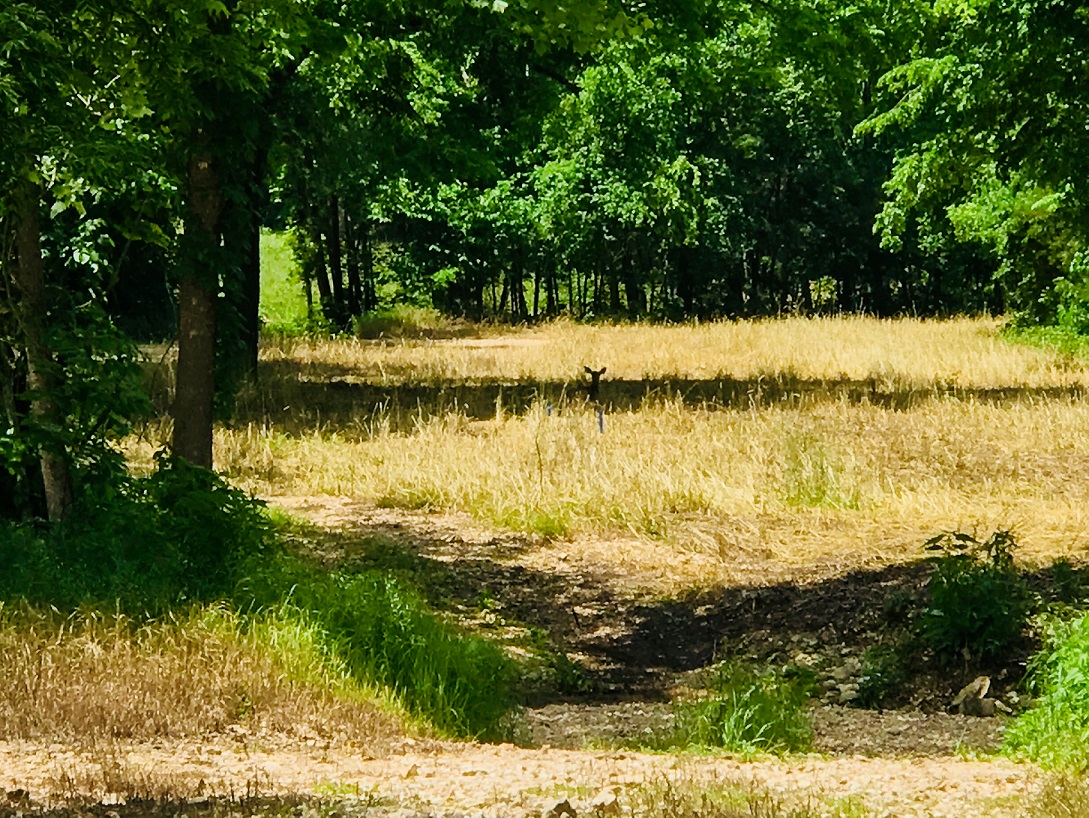 doe in shade of tree in food plot