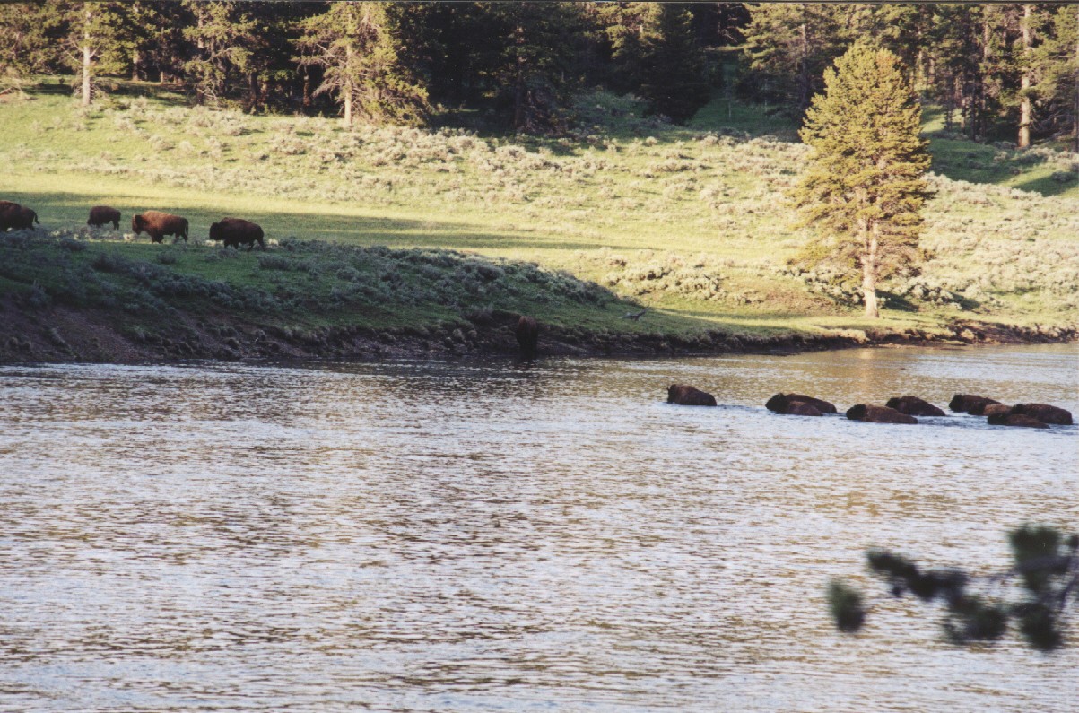 Buffalo crossing river in yellowstone NP