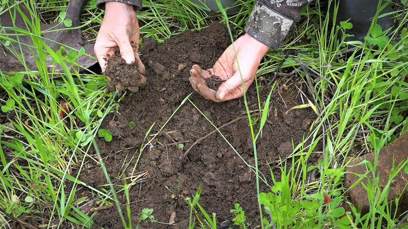 shovel of dirt reveals earthworms in soil