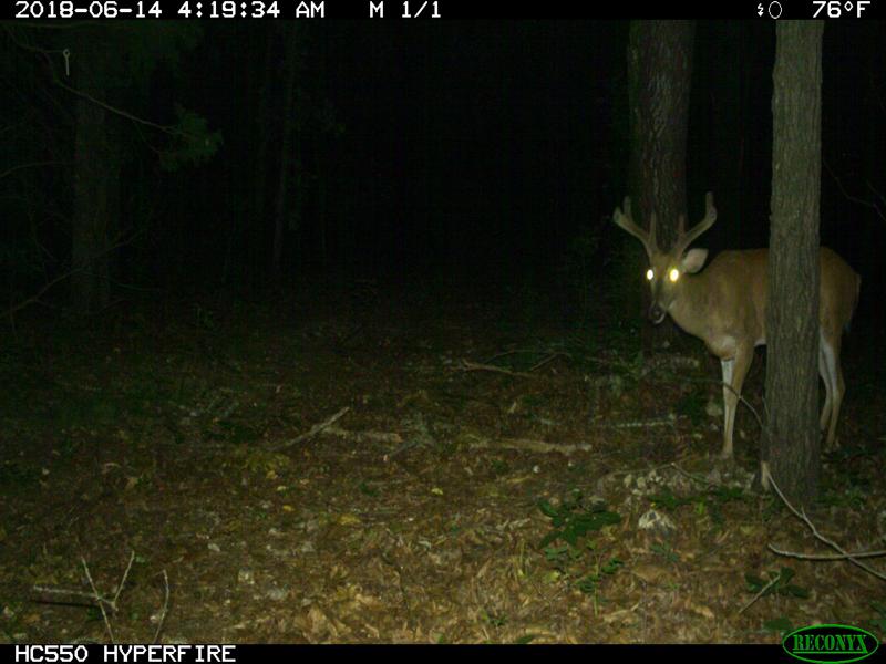 Broadside picture of a buck using a trail