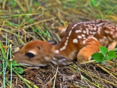 fawn in food plot