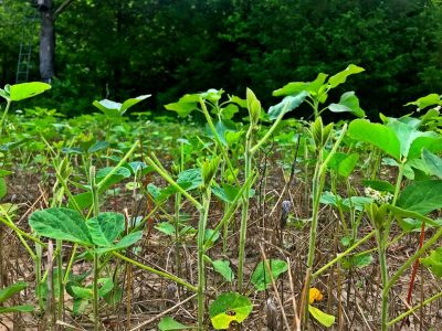 Eagle Seeds' indeterminate forage soybeans