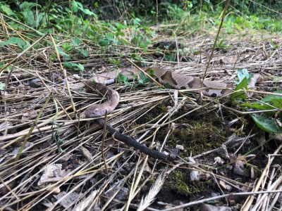 Cooperhead snake in the woods