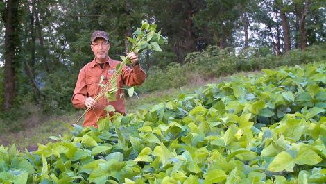 Grant holds a forage soybean