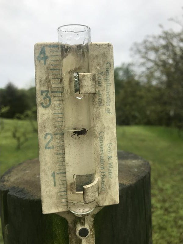 Picture of rain gauge