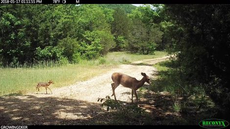 doe and fawn crossing gravel road