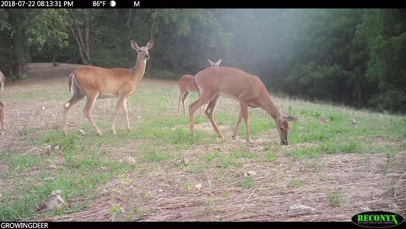 deer in an overbrowsed food plot