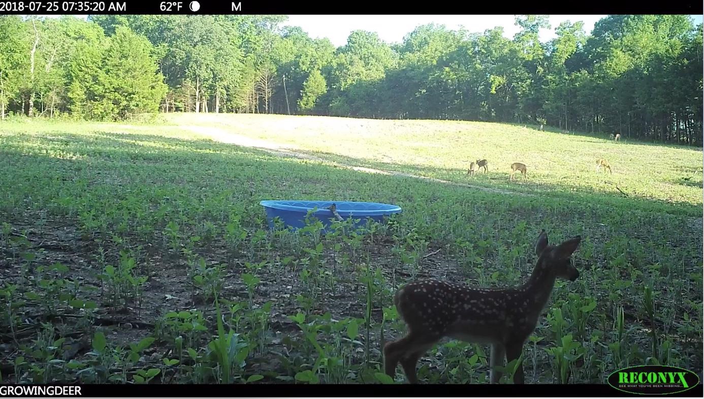 kiddie pool with water for deer