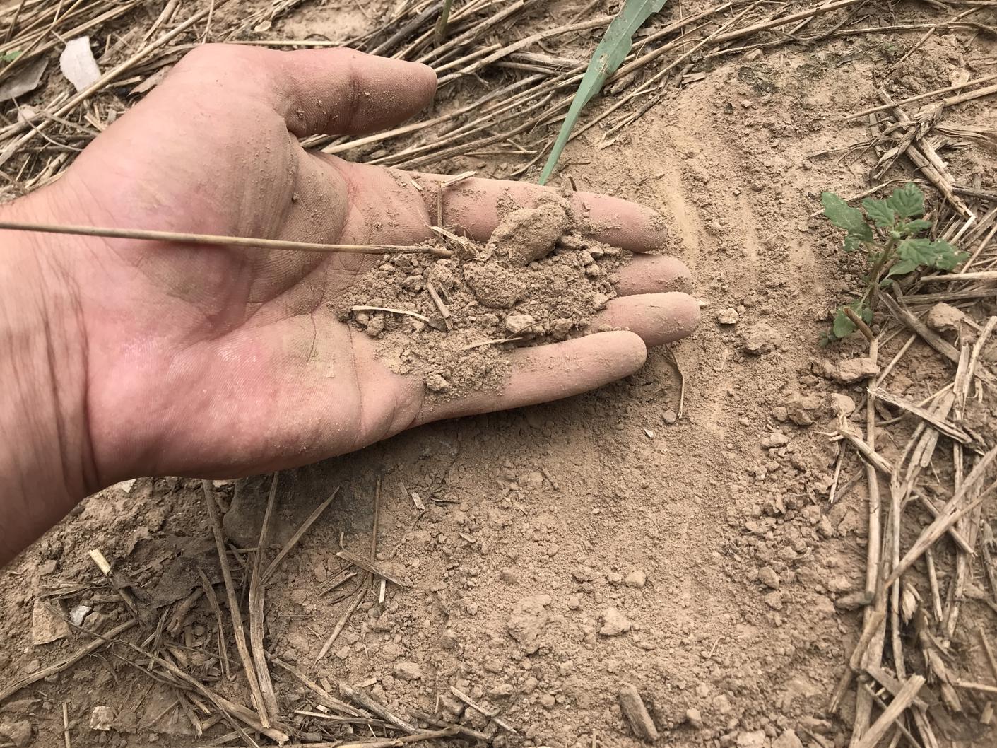 Hand of dry soil