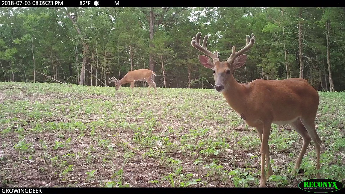 Mature Buck with Velvet antlers