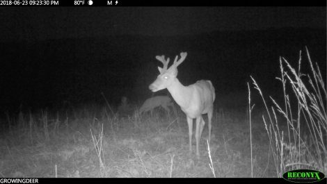 A Reconyx trail camera image of a buck