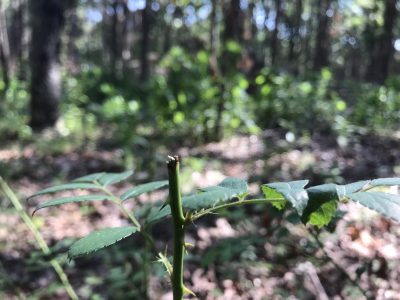 hungry deer will browse on multiflora rose