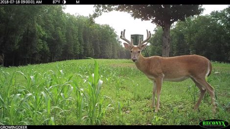 A buck in front of a Redneck Blind during daylight