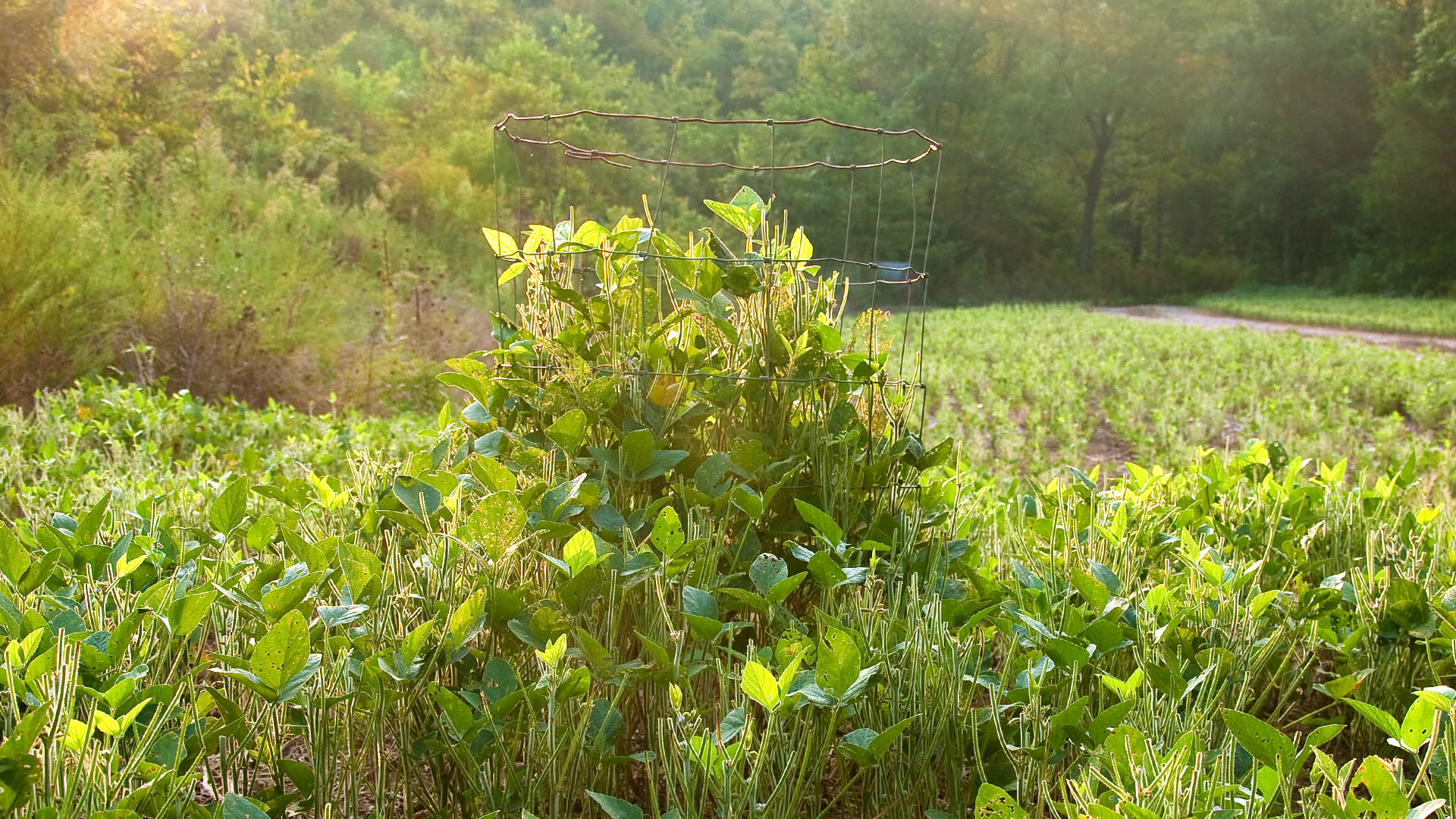 how to plant soybean food plots for deer