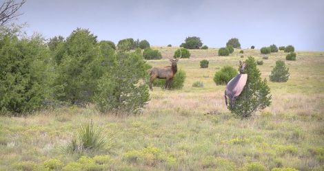 Elk decoy in use