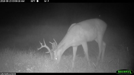 A buck without velvet