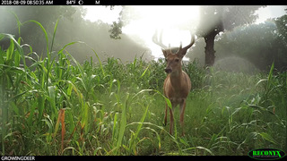 young velvet buck in summer soil builder food plot