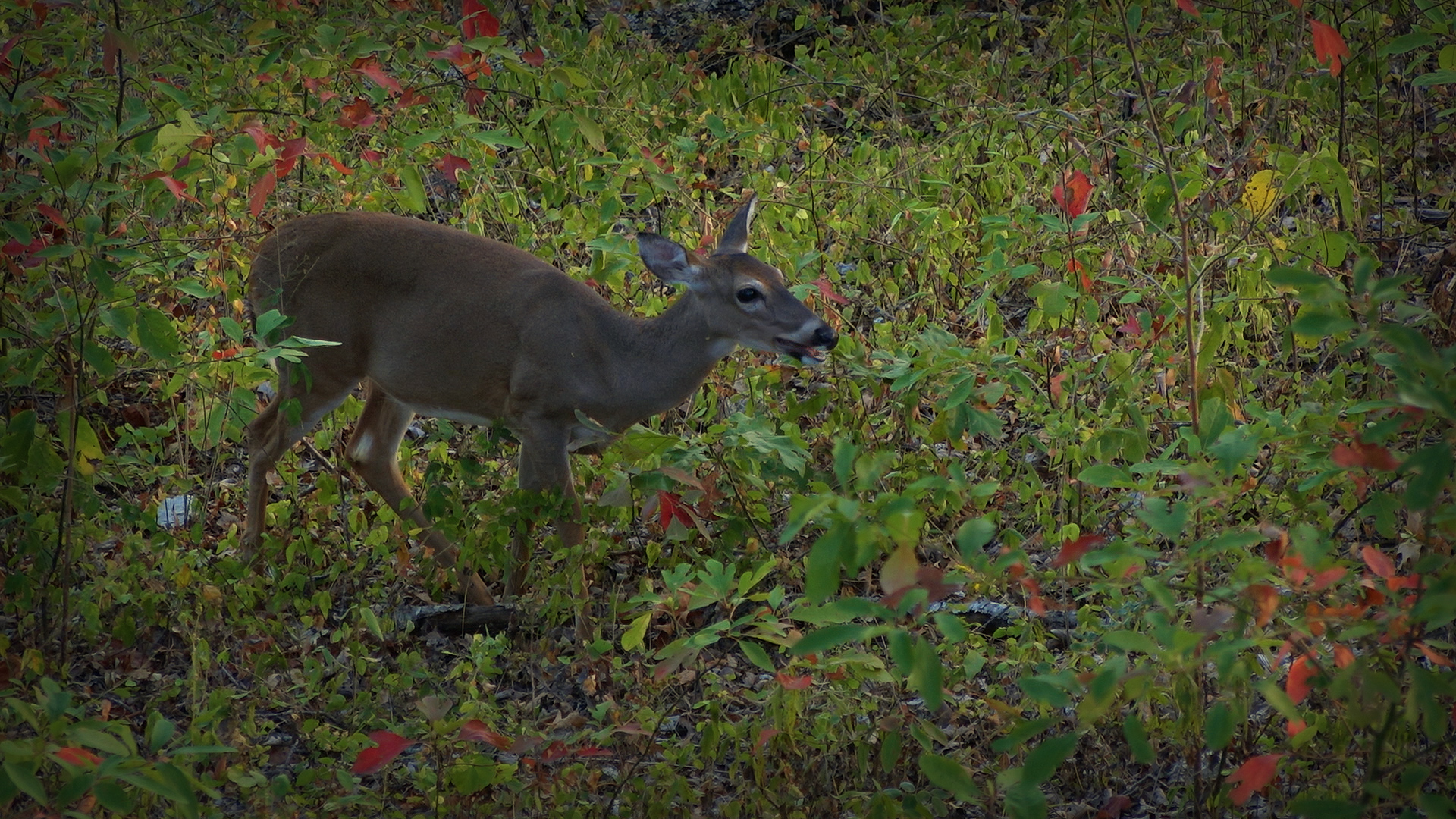 Doe Eatig Acorns In Bow Range