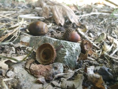 Acorns on the ground