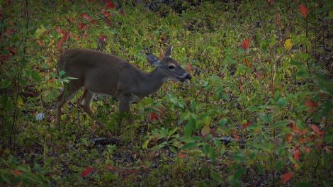 Doe Eating Acorns In Bow Range