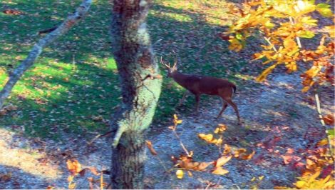 buck searching for food