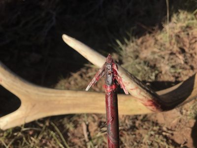 Close up of a DeadMeat broadhead after the shot