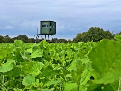 A Redneck hunting blind overlooking a food plot