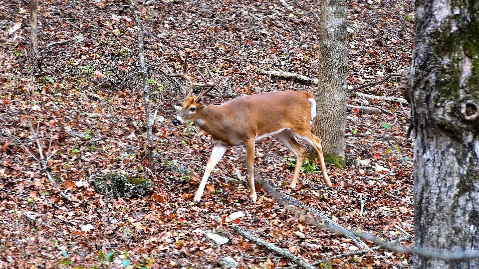 buck chasing doe