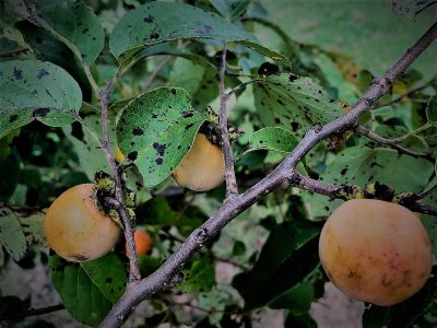 persimmon