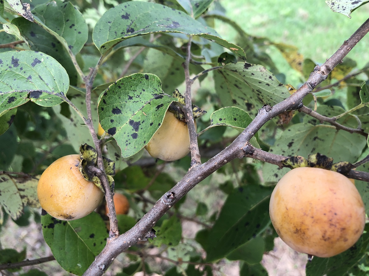 deer like to eat persimmon