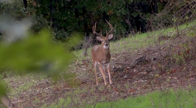 HighRiser Buck responded to Grant's grunt call