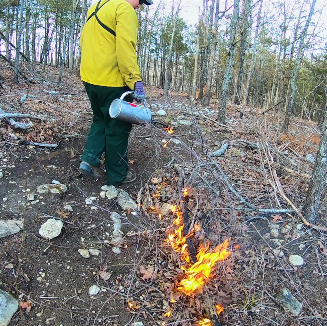 Drip torch dropping fire for a prescribed fire